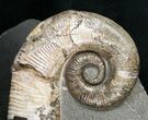 Stunning Russian Heteromorph Ammonite - Argyllite Base #15585-1